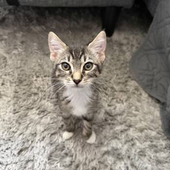 Silver Lynel -  Domestic Short Hair Cat for Adoption in Davis, California - Silver Lynel | PetCurious