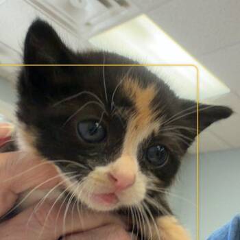 Maple -  Domestic Short Hair Cat Available for Adoption in Greensboro, Georgia - Maple | PetCurious
