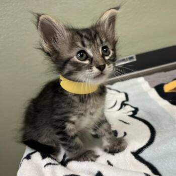 Domestic Long Hair Cats Available for Adoption in Kyle, Texas - ECLAIR | PetCurious