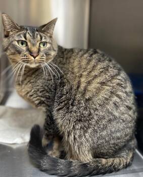 Domestic Short Hair Cats Available for Adoption - Aiko | PetCurious