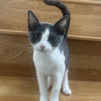 Iris -  Domestic Short Hair Cat for Adoption in Long Beach, California - Iris | PetCurious