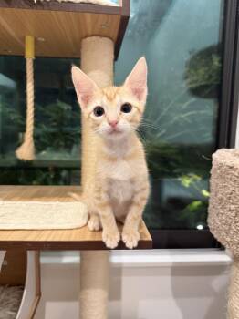 Tabby and Domestic Short Hair Cats Available for Adoption in Dallas, Texas - Arietta | PetCurious