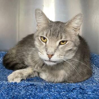 Aphrodite -  Domestic Short Hair Cat for Adoption in Roanoke, Virginia - Aphrodite | PetCurious