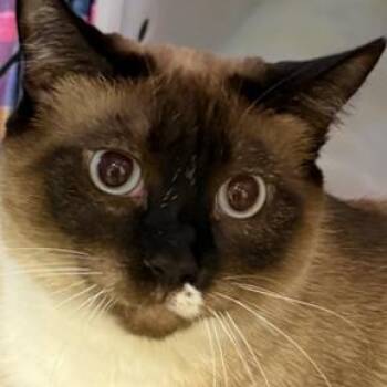 Malee -  Siamese Cat for Adoption in Los Angeles, California - Malee | PetCurious
