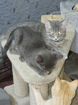Velcro and Hitchy(courtesy post) -  American Shorthair Cat for Adoption in Dayton, Maryland - Velcro And Hitchy(courtesy Post) | PetCurious