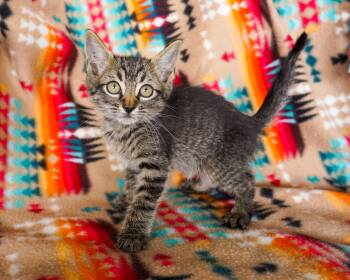 Ghoul -  Domestic Short Hair Cat for Adoption in San Antonio, Texas - Ghoul | PetCurious