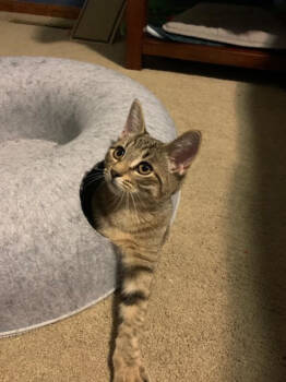 Rescue Domestic Short Hair and Tabby Cats for Adoption in Northfield, Ohio - LUNA | PetCurious