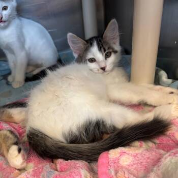 Nashville -  Domestic Medium Hair Cat for Adoption in Los Angeles, California - Nashville | PetCurious