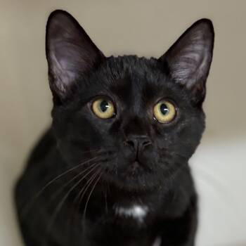 Rescue Domestic Short Hair Cats for Adoption in Charles City, Iowa - Tobasco | PetCurious