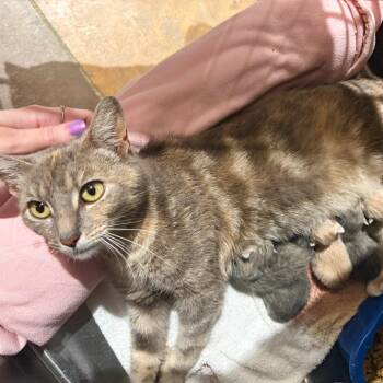 Farrah -  Domestic Short Hair Cat for Adoption in Cumming, Georgia - Farrah | PetCurious