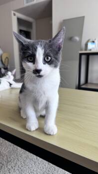Rescue Domestic Short Hair Cats for Adoption in Fresno, California - Gato | PetCurious