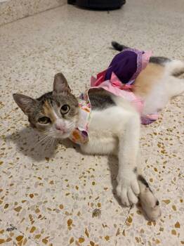 TRUFFLE -  Calico and Ragdoll Cat for Adoption - TRUFFLE | PetCurious