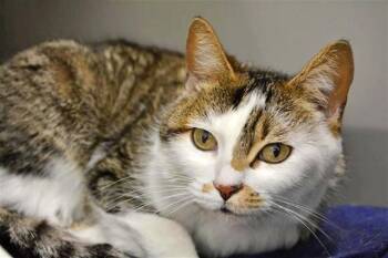 Domestic Medium Hair Cats Available for Adoption in Brentwood, Missouri - PRIMROSE | PetCurious