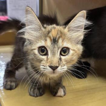 Shirley -  Domestic Long Hair Cat for Adoption in Sonora, California - Shirley | PetCurious