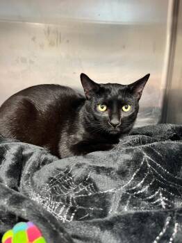 Domestic Short Hair Cats Available for Adoption in Hopkinsville, Kentucky - Ozzy | PetCurious