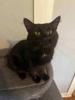 Rescue Domestic Short Hair Cats for Adoption in Chicopee, Massachusetts - Noir | PetCurious