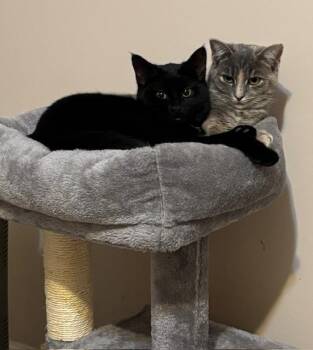 Chloe -  Domestic Short Hair Cat for Adoption in Breinigsville, Pennsylvania - Chloe | PetCurious