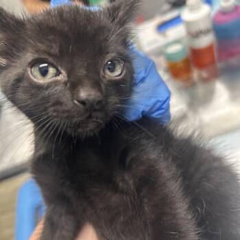 Koala -  Domestic Short Hair Cat for Adoption in Summerville, South Carolina - Koala | PetCurious