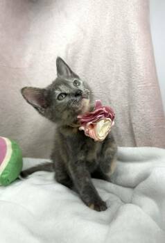 Rice Krispie -  Dilute Calico Cat for Adoption in Tavares, Florida - Rice Krispie | PetCurious