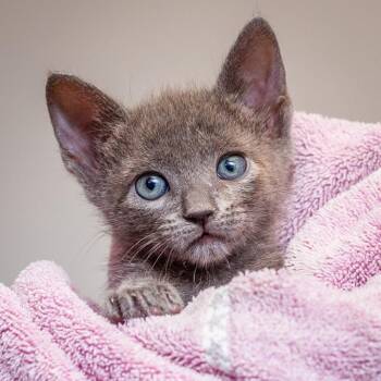 Finch -  Domestic Short Hair Cat for Adoption in Hattiesburg, Mississippi - Finch | PetCurious