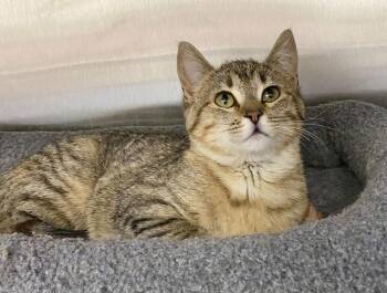 Domestic Short Hair and Tabby Cats Available for Adoption - Sleet | PetCurious