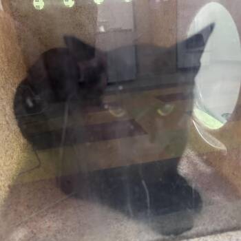 Girl -  Domestic Short Hair Cat for Adoption in Philadelphia, Pennsylvania - Girl | PetCurious