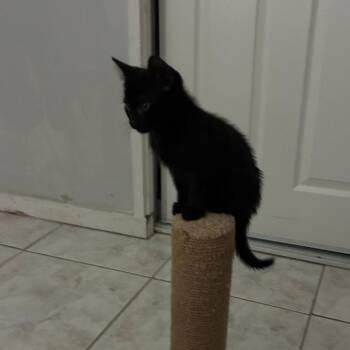 Crumpet -  Domestic Short Hair Cat for Adoption in Fort Lauderdale, Florida - Crumpet | PetCurious