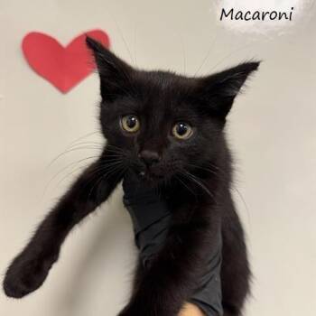 Macaroni -  Domestic Short Hair Cat for Adoption in Yucaipa, California - Macaroni | PetCurious