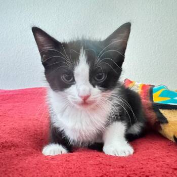 Eowyn -  Domestic Short Hair Cat for Adoption in Santa Fe, New Mexico - Eowyn | PetCurious