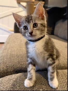 Domestic Short Hair Cats Available for Adoption in West Palm Beach, Florida - Anika | PetCurious