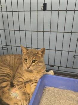 Domestic Short Hair Cats Available for Adoption in Beatrice, Nebraska - Kyle | PetCurious