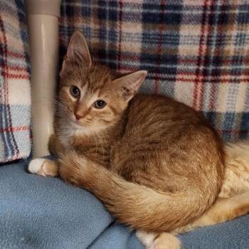 Casper -  Domestic Short Hair Cat for Adoption in Walker, Michigan - Casper | PetCurious