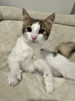 Gum drop -  Domestic Short Hair and Domestic Medium Hair Cat for Adoption in Scranton, Pennsylvania - Gum Drop | PetCurious