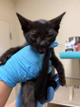 GAMBIT -  Domestic Short Hair Cat for Adoption in Riverside, California - GAMBIT | PetCurious