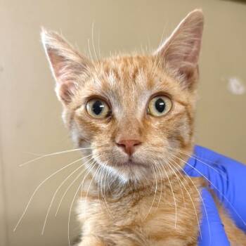 Rescue Domestic Short Hair Cats for Adoption in Redwood Valley, California - 7 | PetCurious