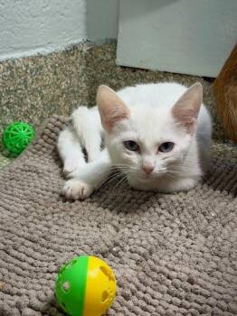 Muffin -  Domestic Short Hair Cat for Adoption - Muffin | PetCurious