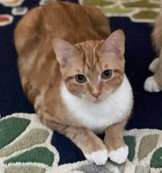 Rescue Domestic Short Hair Cats for Adoption in Farmington Hills, Michigan - Thing 1 (orange Boys!) | PetCurious