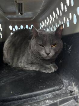 Domestic Short Hair Cats Available for Adoption in Evansville, Indiana - Ninja | PetCurious
