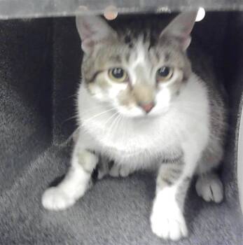 Domestic Short Hair Cats Available for Adoption in Houston, Texas - IZMA | PetCurious