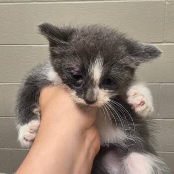 Peter -  Domestic Short Hair Cat for Adoption in Bristol, Indiana - Peter | PetCurious