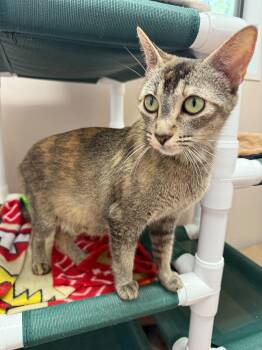 Rescue Domestic Short Hair Cats for Adoption in Denver, Colorado - Carmen | PetCurious