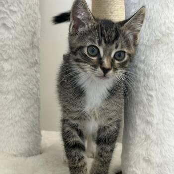 Picante -  Domestic Short Hair Cat for Adoption in Gardnerville, Nevada - Picante | PetCurious