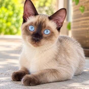 Miso -  Siamese Cat for Adoption in Coachella, California - Miso | PetCurious