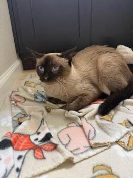 GREORGIA -  Siamese and Domestic Short Hair Cat for Adoption in Colorado Springs, Colorado - GREORGIA | PetCurious