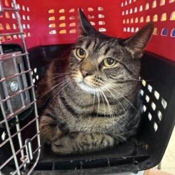 Camila -  Domestic Medium Hair and Mixed Breed Cat for Adoption in Ashtabula, Ohio - Camila | PetCurious