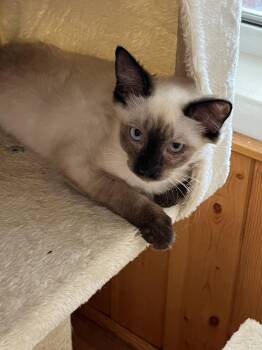 Buffy -  Siamese and Domestic Medium Hair Cat for Adoption in Phoenix, Arizona - Buffy | PetCurious