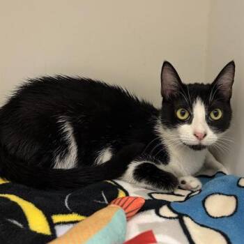 Aubrey -  Domestic Short Hair Cat for Adoption in Hawthorne, California - Aubrey | PetCurious