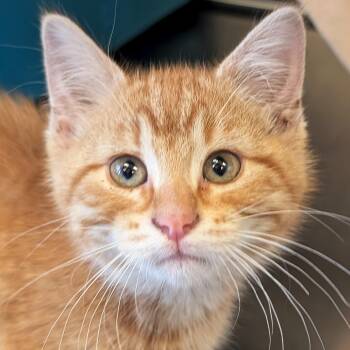 Chip - Reduced Fee -  Domestic Short Hair Cat Available for Adoption in Jefferson, Wisconsin - Chip - Reduced Fee | PetCurious