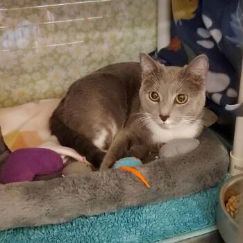 Rebel -  Domestic Short Hair Cat for Adoption in Cumming, Georgia - Rebel | PetCurious