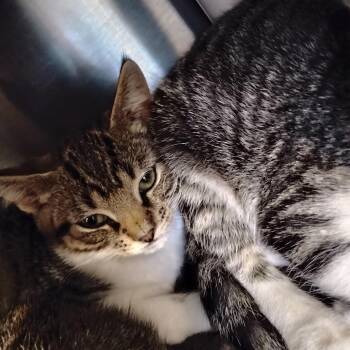 Corn Nugget -  Domestic Short Hair Cat for Adoption in Wilmington, Delaware - Corn Nugget | PetCurious